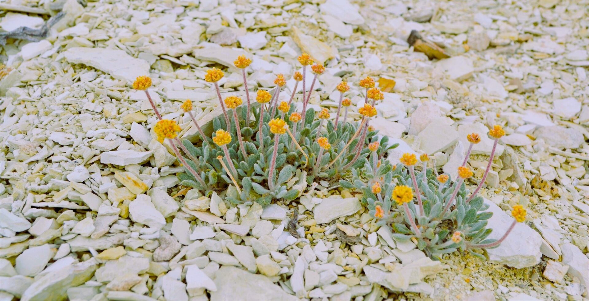 The most pressing threat to the survival of the rare Tiehm's buckwheat is mining, according to the U.S. Fish and Wildlife Service.